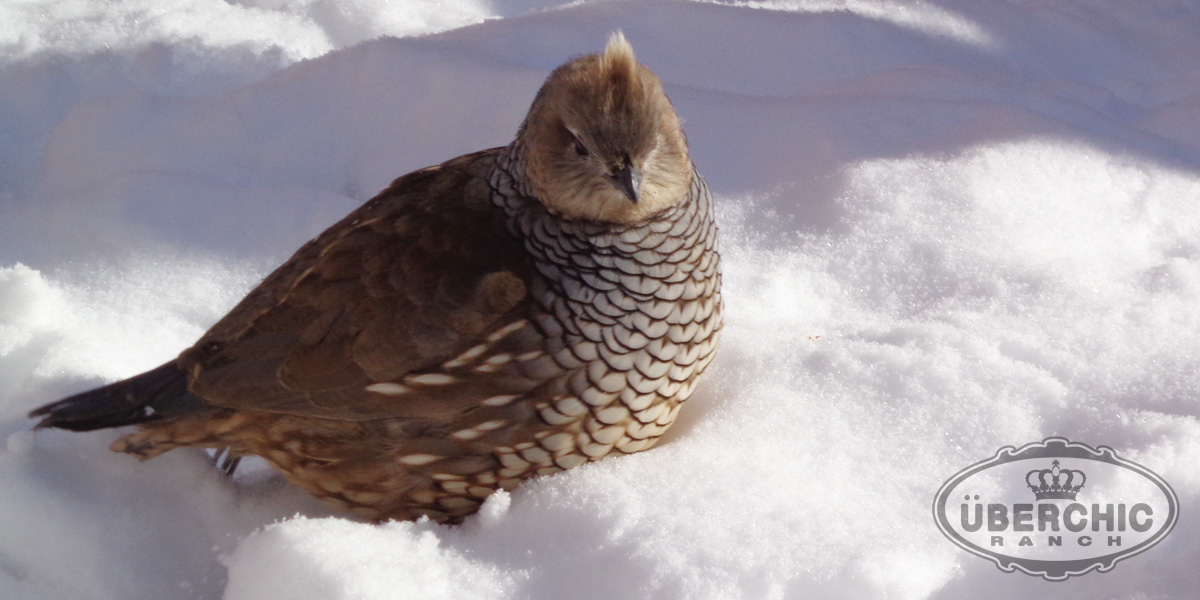 Chestnut-bellied Scaled Quail Female Winter